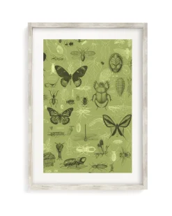 Cognitive Surplus Insect Scientific Illustration Museum Print* Wall Art | Entomology