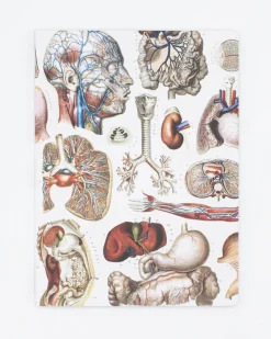 Cognitive Surplus Internal Medicine Softcover Notebook - Lined | * The Experiment | Medicine