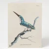 Cognitive Surplus Kingfisher Bird Greeting Card - Ornithology Sationery | * Greeting Cards | Ornithology