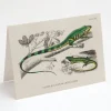 Cognitive Surplus Lizard Greeting Card - Biology Stationery | * Greeting Cards | Biology