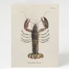 Cognitive Surplus Lobster Greeting Card - Marine Biology Stationery | * Greeting Cards | Marine Biology