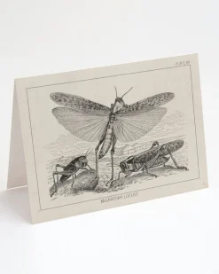 Cognitive Surplus Locust Greeting Card - Entomology Stationery | * Greeting Cards | Biology