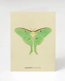 Cognitive Surplus Luna Moth Illustration Card - Insect Print | * Greeting Cards | Biology