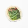 Cognitive Surplus Mammillaria Cactus Sticker* Stickers | Botany