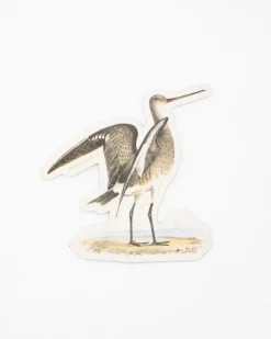 Cognitive Surplus Marbled Godwit Sticker* Stickers | Ornithology