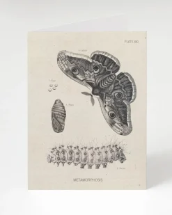 Cognitive Surplus Metamorphosis Card - Graduation Card | * Greeting Cards | Biology