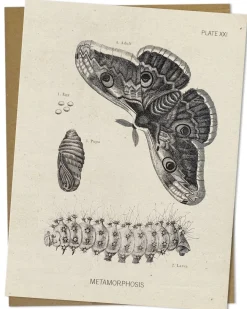 Cognitive Surplus Metamorphosis Card - Graduation Card | * Greeting Cards | Biology