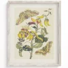 Cognitive Surplus Metamorphosis Print | Biology Art* Wall Art | Entomology