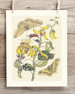 Cognitive Surplus Metamorphosis Print | Biology Art* Wall Art | Entomology