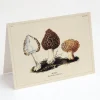 Cognitive Surplus Morel Mushroom Card - Science Stationery | * Greeting Cards | Kitchen Science