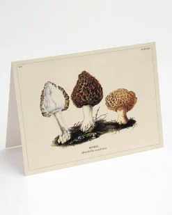 Cognitive Surplus Morel Mushroom Card - Science Stationery | * Greeting Cards | Kitchen Science