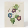 Cognitive Surplus Morning Glory Flower Card - Science Stationery | * Greeting Cards | Botany