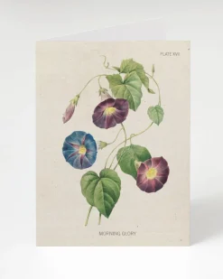 Cognitive Surplus Morning Glory Flower Card - Science Stationery | * Greeting Cards | Botany