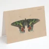 Cognitive Surplus Moth Greeting Card - Entomology Stationery | * Greeting Cards | Biology