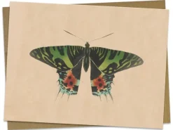 Cognitive Surplus Moth Greeting Card - Entomology Stationery | * Greeting Cards | Biology