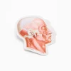 Cognitive Surplus Muscles of the Face Sticker* Stickers | Medicine