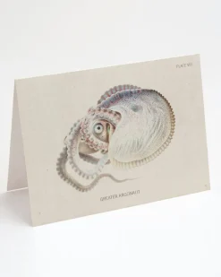 Cognitive Surplus Octopus: Argonaut Greeting Card - Marine Biology Stationery | * Greeting Cards | Marine Biology