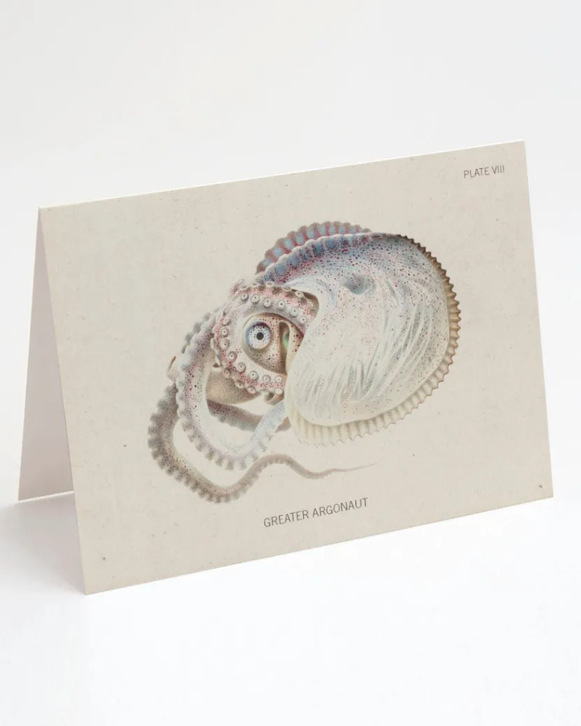 Cognitive Surplus Octopus: Argonaut Greeting Card - Marine Biology Stationery | * Greeting Cards | Marine Biology