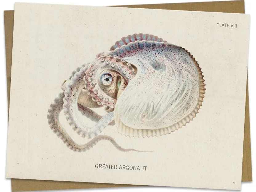 Cognitive Surplus Octopus: Argonaut Greeting Card - Marine Biology Stationery | * Greeting Cards | Marine Biology