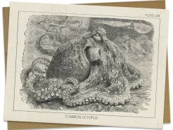 Cognitive Surplus Octopus Greeting Card - Marine Biology Stationery | * Greeting Cards | Marine Biology