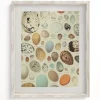 Cognitive Surplus Oology Bird's Eggs Scientific Illustration Museum Print* Wall Art | Veterinary Science