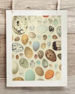 Cognitive Surplus Oology Bird's Eggs Scientific Illustration Museum Print* Wall Art | Veterinary Science