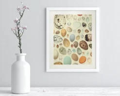 Cognitive Surplus Oology Bird's Eggs Scientific Illustration Museum Print* Wall Art | Veterinary Science