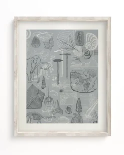 Cognitive Surplus Paleontology Scientific Illustration Museum Print* Wall Art | Paleontology