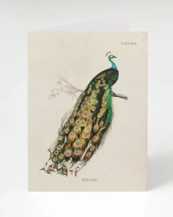 Cognitive Surplus Peacock Greeting Card - Science Stationery | * Greeting Cards | Ornithology