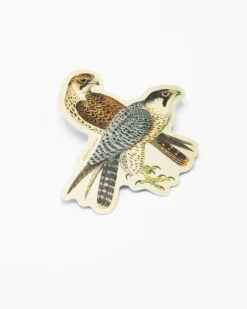 Cognitive Surplus Peregrine Falcon Sticker* Stickers | Ornithology