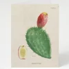 Cognitive Surplus Prickly Pear Cactus Greeting Card - Science Stationery | * Greeting Cards | Botany