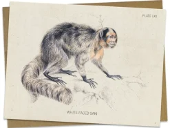 Cognitive Surplus Saki Monkey Greeting Card - Biology Stationery | * Greeting Cards | Biology