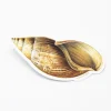 Cognitive Surplus Sea Shell Sticker* Stickers | Marine Biology