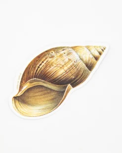 Cognitive Surplus Sea Shell Sticker* Stickers | Marine Biology