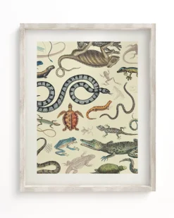 Cognitive Surplus Serpents: Reptiles & Amphibians Scientific Illustration Museum Print* Wall Art | Biology