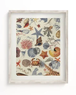 Cognitive Surplus Shallow Seas Scientific Illustration Museum Print* Wall Art | Marine Biology