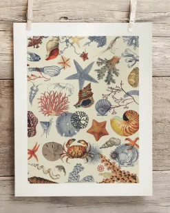 Cognitive Surplus Shallow Seas Scientific Illustration Museum Print* Wall Art | Marine Biology