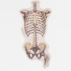Cognitive Surplus Skeletal Rib Cage and Pelvis Sticker* Stickers | Medicine
