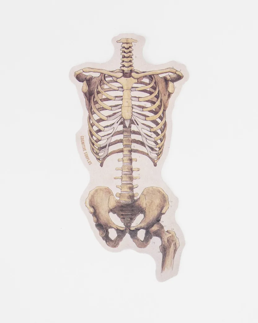 Cognitive Surplus Skeletal Rib Cage and Pelvis Sticker* Stickers | Medicine