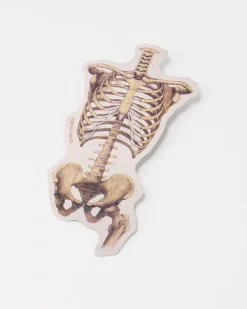 Cognitive Surplus Skeletal Rib Cage and Pelvis Sticker* Stickers | Medicine