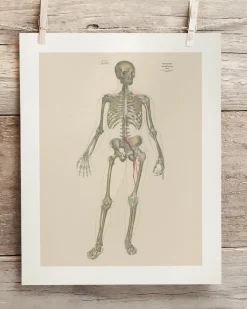 Cognitive Surplus Skeleton Anatomy Scientific Illustration Museum Print* Wall Art | Medicine