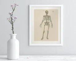 Cognitive Surplus Skeleton Anatomy Scientific Illustration Museum Print* Wall Art | Medicine