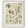 Cognitive Surplus Skeleton Scientific Illustration Museum Print* Wall Art | Medicine