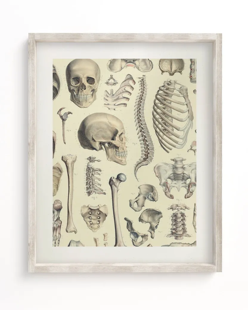 Cognitive Surplus Skeleton Scientific Illustration Museum Print* Wall Art | Medicine