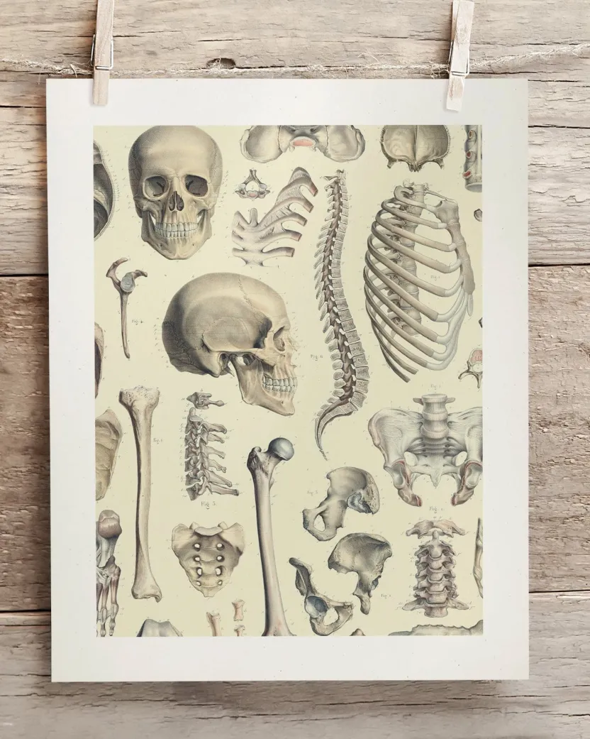 Cognitive Surplus Skeleton Scientific Illustration Museum Print* Wall Art | Medicine