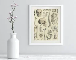 Cognitive Surplus Skeleton Scientific Illustration Museum Print* Wall Art | Medicine