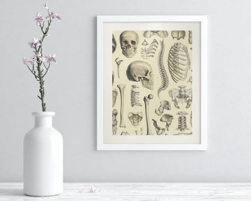 Cognitive Surplus Skeleton Scientific Illustration Museum Print* Wall Art | Medicine
