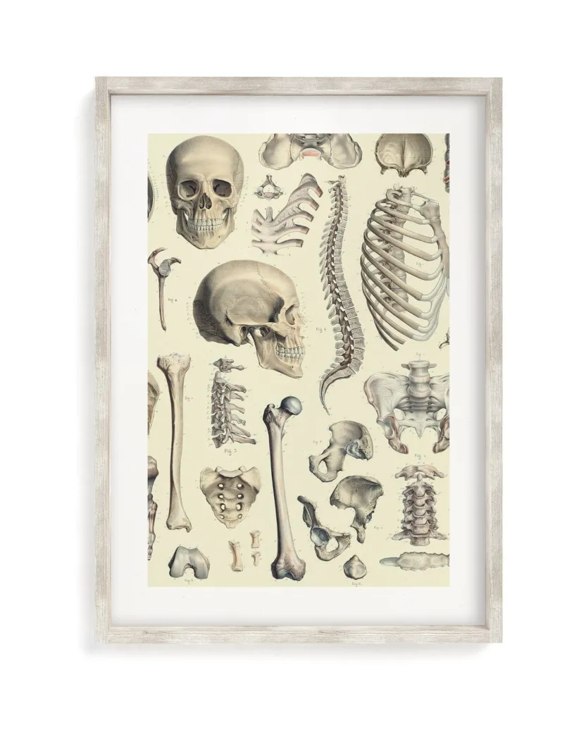 Cognitive Surplus Skeleton Scientific Illustration Museum Print* Wall Art | Medicine