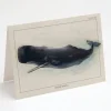 Cognitive Surplus Sperm Whale Greeting Card - Marine Biology | * Greeting Cards | Marine Biology