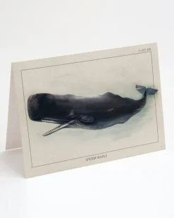 Cognitive Surplus Sperm Whale Greeting Card - Marine Biology | * Greeting Cards | Marine Biology